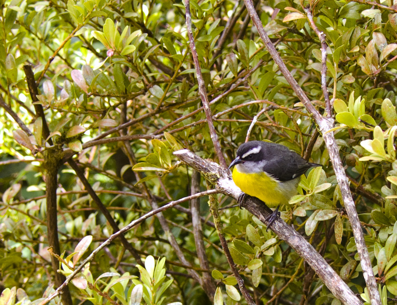 Bananaquit